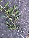 Spray of leaves from Rottingdean tree
