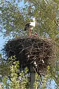 Image 8White storks on their nest in Belarus, 2009. The Stork is the national symbol of Belarus.[1]