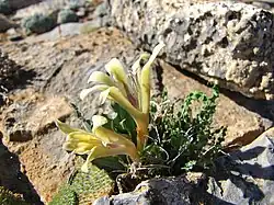 Babiana cinnamomea