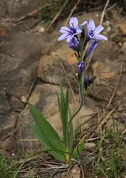 Babiana fragrans