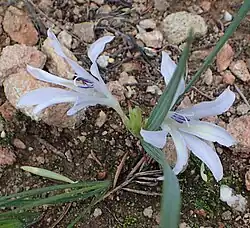 Babiana karooica