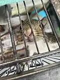 Baby Grey Squirrel in rehabilitation facility waiting to be syringe fed.