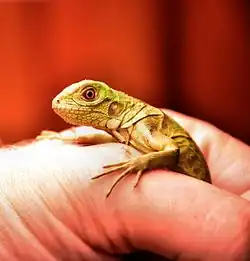Young juvenile green iguana, found indoors in Curaçao
