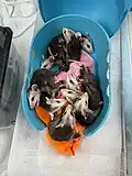 Baby Virginia Opossums sleeping in their enclosure before being fed during their rehabilitation process.