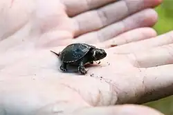 This shaded bog turtle specimen is resting in the palm of a person's hand, highlighting its petite size.