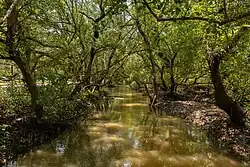 Backwaters in the reserve
