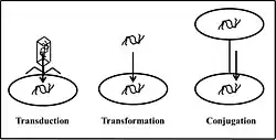 A diagram depicting the 3 different applications of exogenotes.