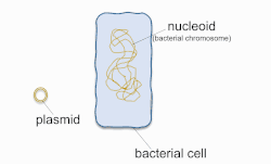Plasmid enters the bacterium through the cell wall and interacts with the nucleoid.