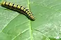 Caterpillar. Mayyil, India.