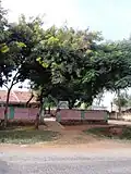 Government school