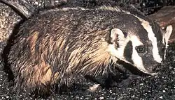 Taxidea taxus