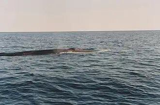 Whale, expedition organized by Observation littoral Percé (1995)