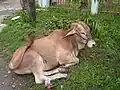 Philippine cow (Bos taurus; baka in Tagalog and Visayan)
