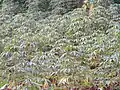 balanghoy (cassava) plantation in Ubay, Bohol, Philippines