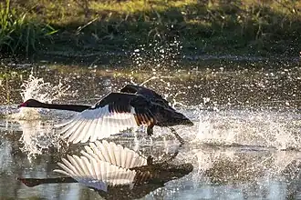 Black swan, Valley of Lagoons, 2014