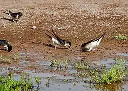 Western house martins, Trevignano Romano, Lazio