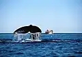Whale in Valdes Peninsula