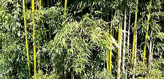 Port Lavigne bamboo grove (non-native plant species)