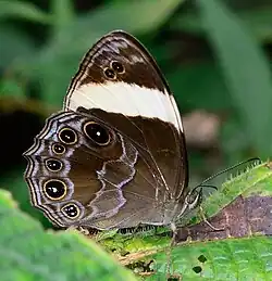 L. c. enima, Cameron Highlands, Malay Peninsula