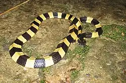 Banded krait in Cat Tien National Park