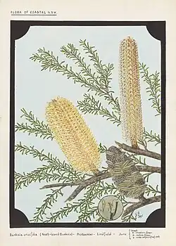 Banksia ericifolia, flora of coastal NSW (1941).
