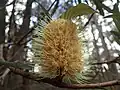 Flowers after anthesis