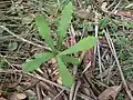 Leaves on young plant