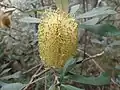 Flower spike before anthesis