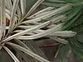 Lower surface of leaves