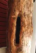 "Barć" in a museum in Białowieża
