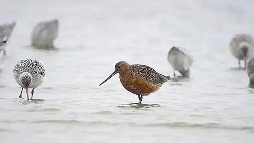 Breeding plumage at Sandbanks, Poole, Dorset