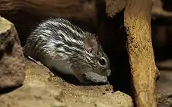 Brown and white mouse