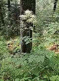 Goat's beard, Xonrupt.
