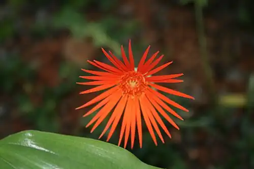 Gerbera jamesonii (Mutisieae)