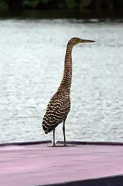Juvenile