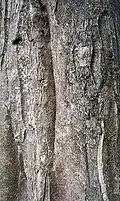 Bark