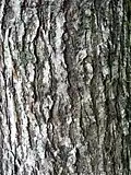 Same, bark of 30-year-old tree (2020)