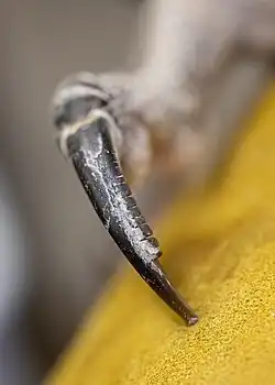 Close-up of a talon with a pointed tip and small grooves along one edge