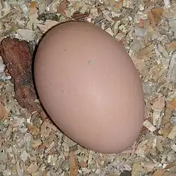 Egg