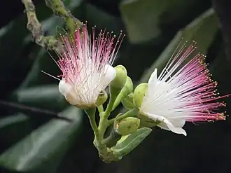 Flowers of B.&nbsp;asiatica