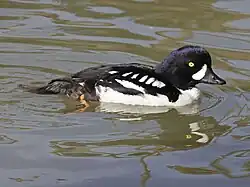 Male