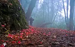 Varsey Rhododendron Sanctuary in late April, with flowers in full bloom