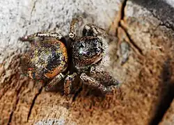 female