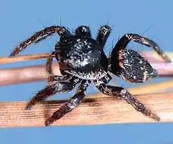 female
