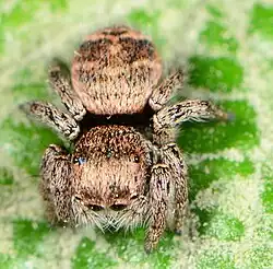 juvenile female
