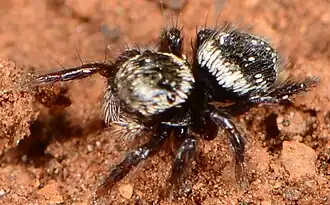 juvenile