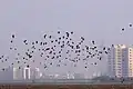Starling murmuration at Basai
