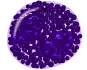 Basophil
