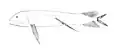 Scaleless Dragonfish (B. nigerrimus)
