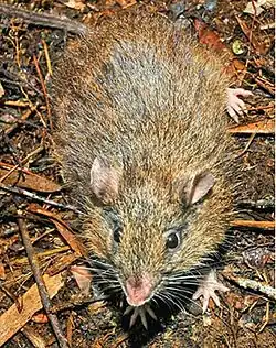 Brown rat